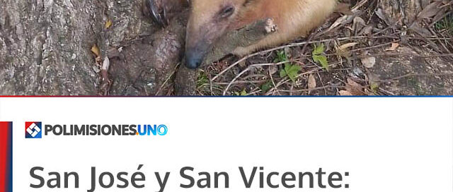 San José y San Vicente: rescataron un oso melero y un loro maitaca en operativos de protección de fauna